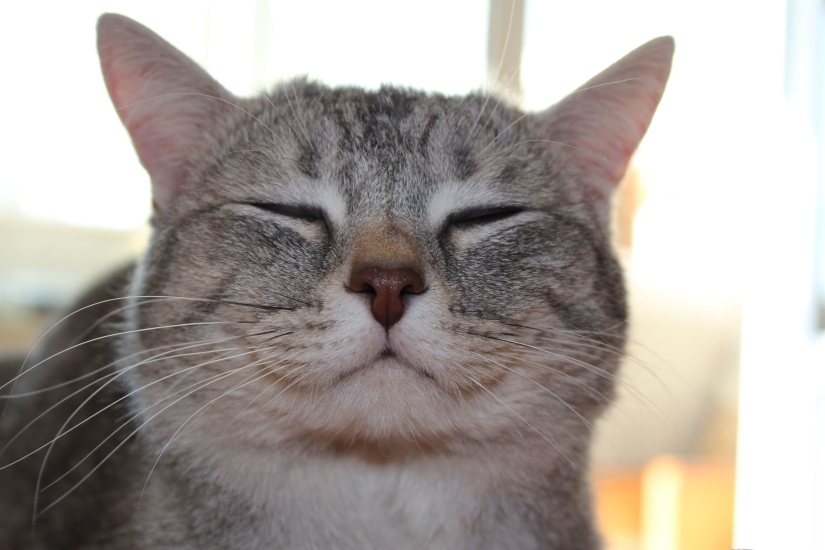 Internet of cats: now you can control your pet from your smartphone Internet of cats: now you can control your pet from your smartphone