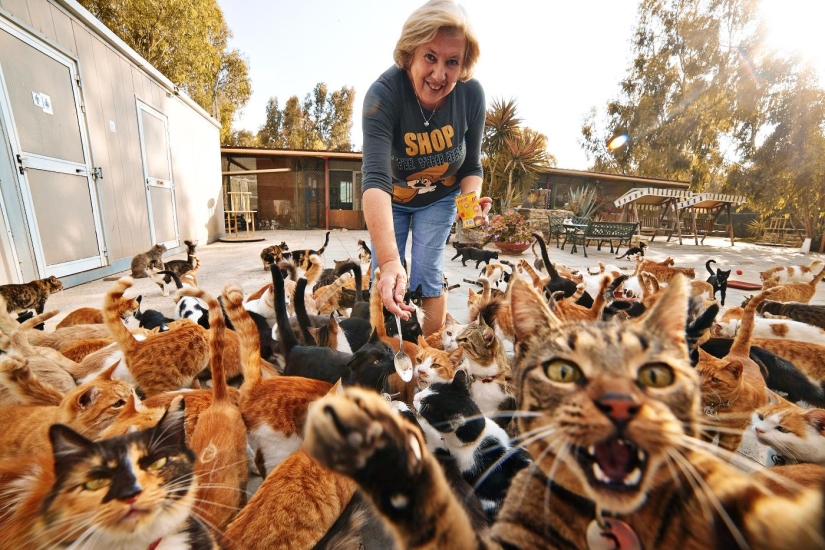Internet of cats: now you can control your pet from your smartphone Internet of cats: now you can control your pet from your smartphone