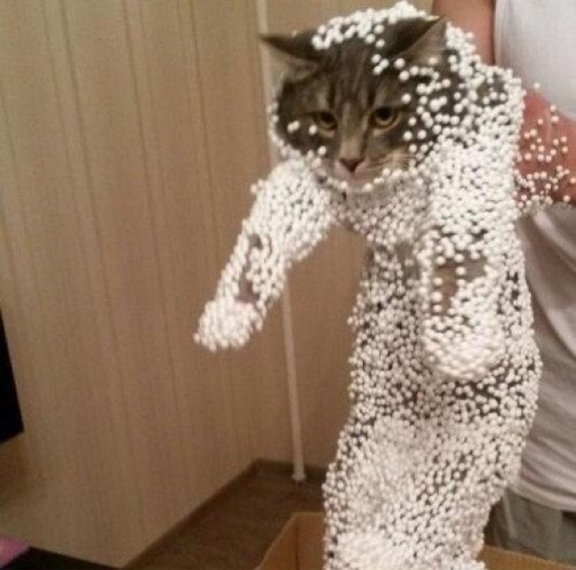 Internet of cats: now you can control your pet from your smartphone Internet of cats: now you can control your pet from your smartphone