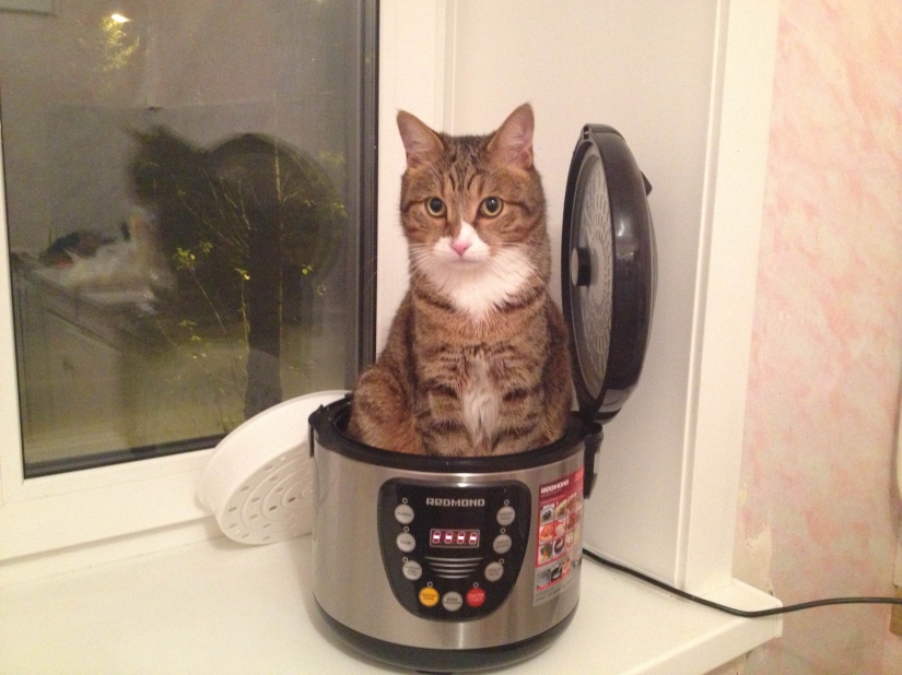 Internet of cats: now you can control your pet from your smartphone Internet of cats: now you can control your pet from your smartphone