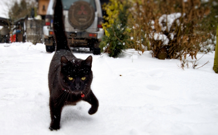 Internet of cats: now you can control your pet from your smartphone Internet of cats: now you can control your pet from your smartphone