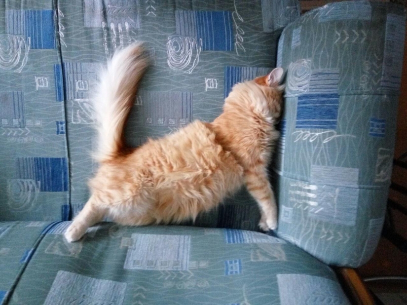 Internet of cats: now you can control your pet from your smartphone Internet of cats: now you can control your pet from your smartphone