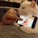 Internet of cats: now you can control your pet from your smartphone Internet of cats: now you can control your pet from your smartphone