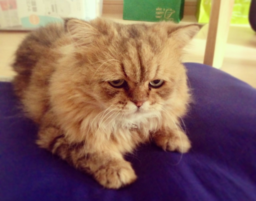 Internet of cats: now you can control your pet from your smartphone Internet of cats: now you can control your pet from your smartphone