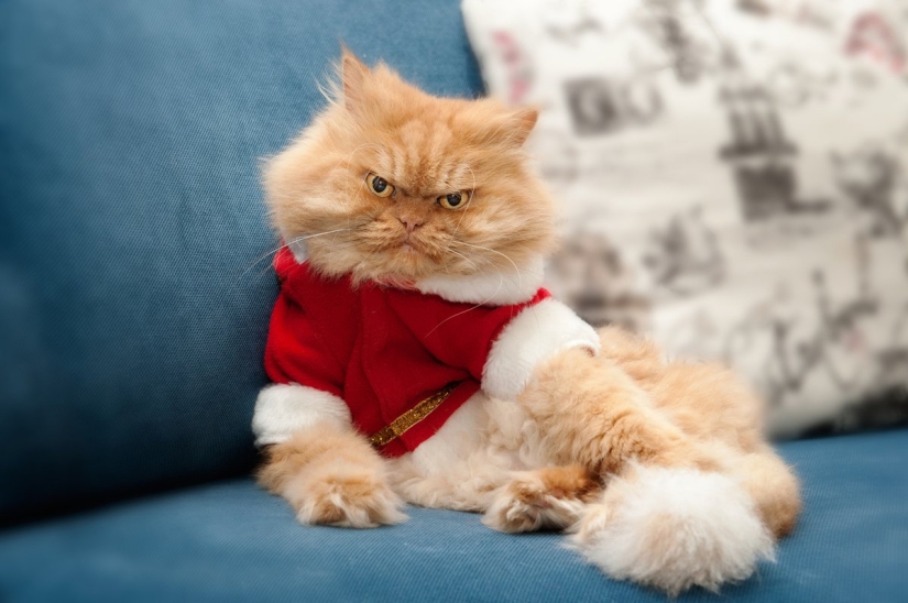 Internet of cats: now you can control your pet from your smartphone Internet of cats: now you can control your pet from your smartphone