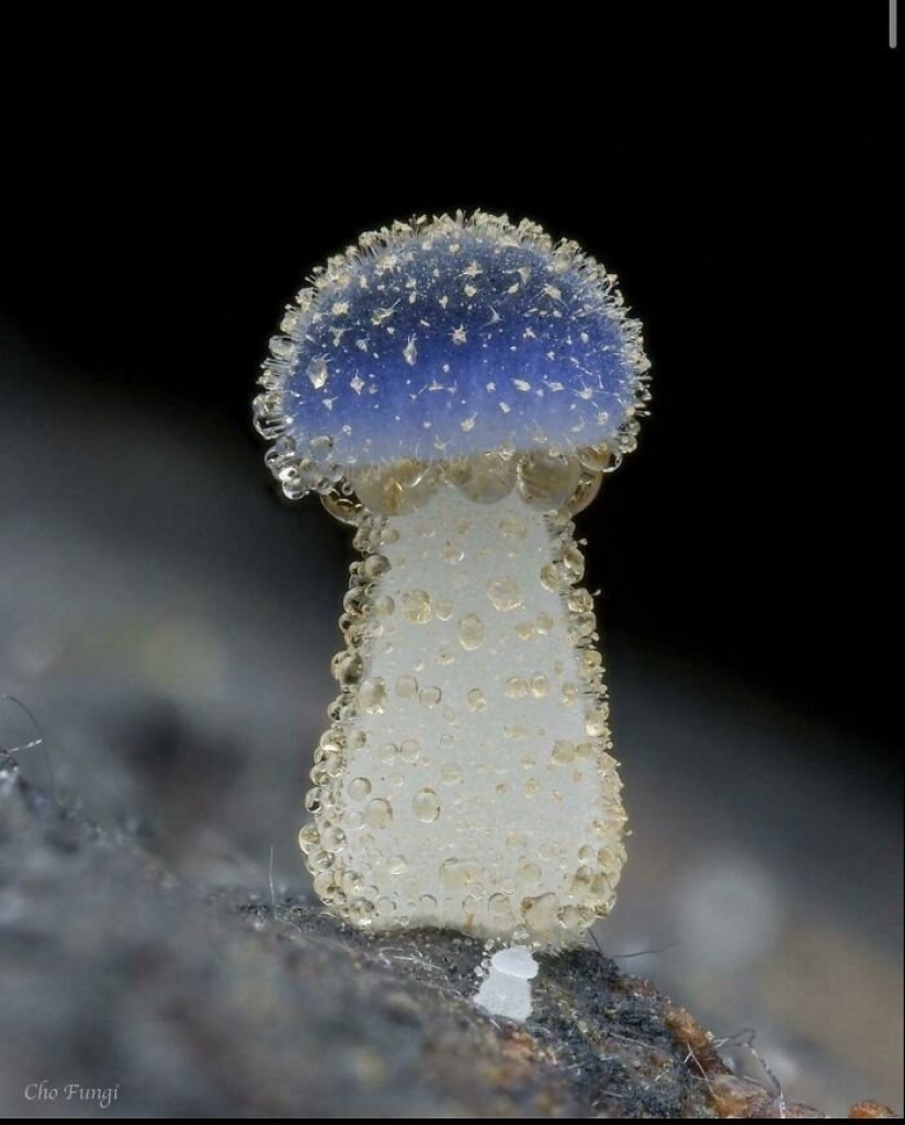 Inventor de la naturaleza: 10 hongos con un "diseño" sorprendente