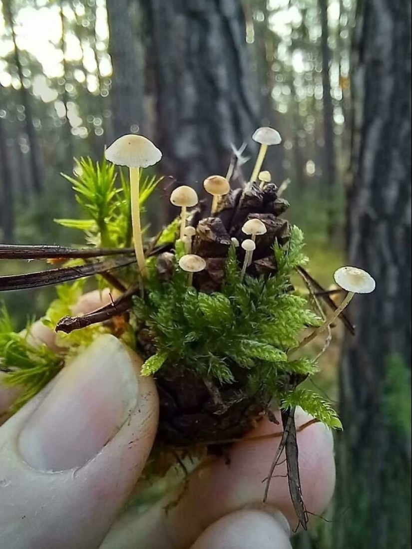 Inventor de la naturaleza: 10 hongos con un "diseño" sorprendente