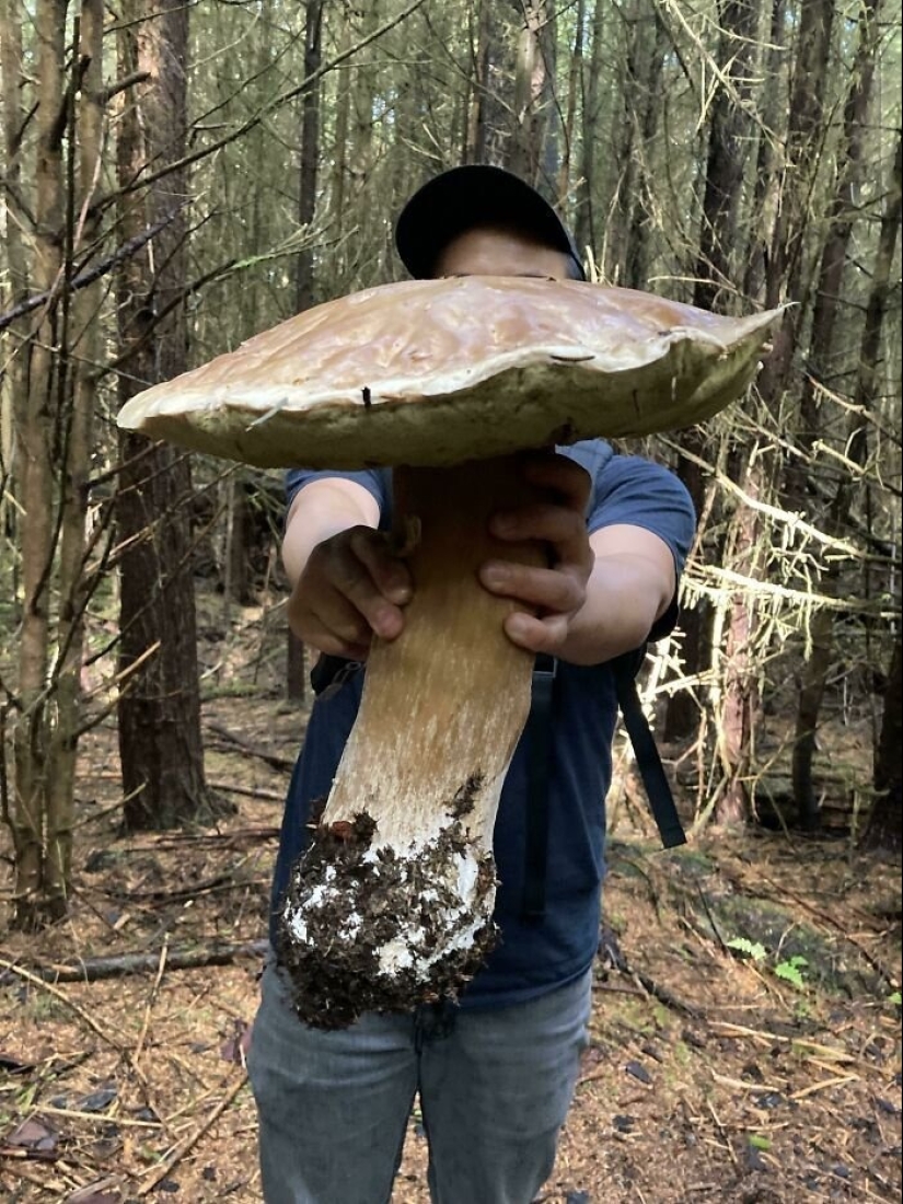 Inventor de la naturaleza: 10 hongos con un "diseño" sorprendente