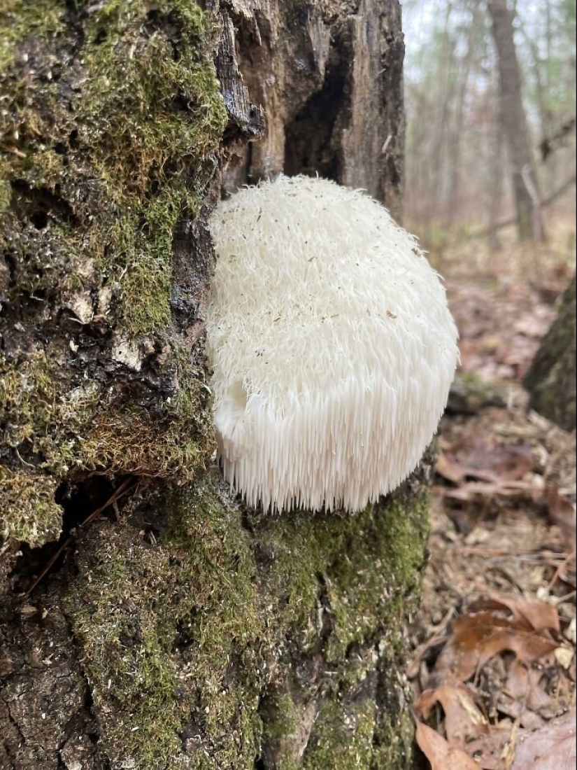 Inventor de la naturaleza: 10 hongos con un "diseño" sorprendente