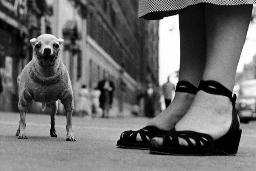 Ironic photographs by Elliott Erwitt