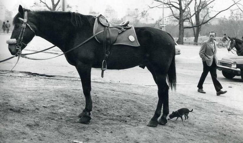 Ironic photographs by Elliott Erwitt