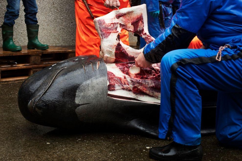 Isleño de las Islas Feroe intenta justificar la crueldad de la matanza de ballenas