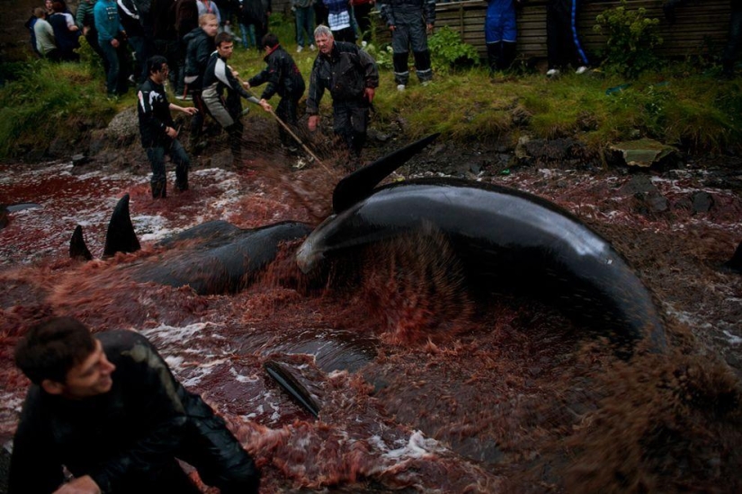 Isleño de las Islas Feroe intenta justificar la crueldad de la matanza de ballenas