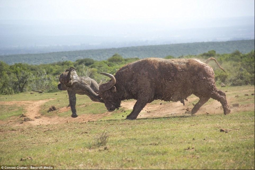 It's a pity for the baby, but this is Nature It's a pity for the baby, but this is Nature