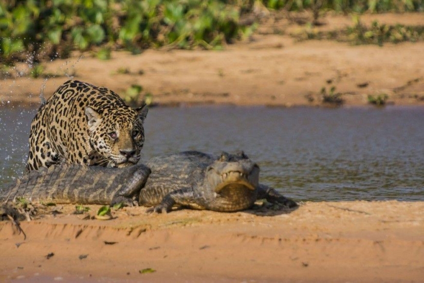 Jaguar vs cocodrilo, ¿quién gana? Jaguar vs cocodrilo, ¿quién gana?