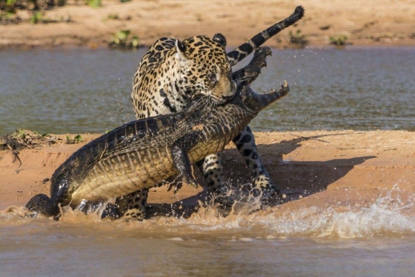 Jaguar vs cocodrilo, ¿quién gana? Jaguar vs cocodrilo, ¿quién gana?