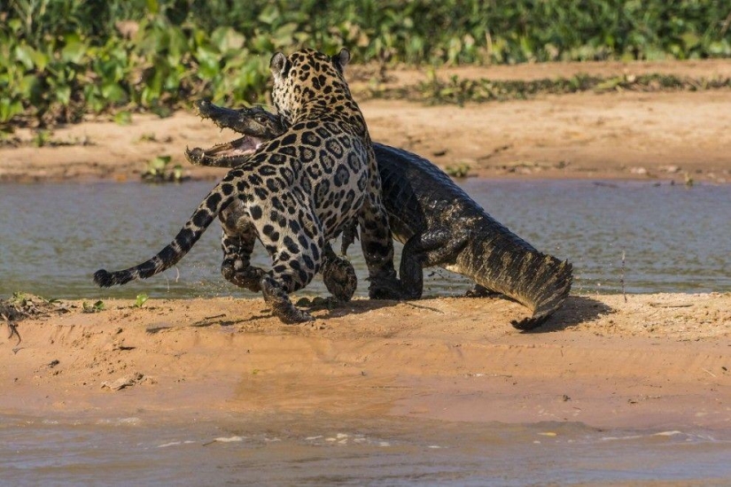Jaguar vs cocodrilo, ¿quién gana? Jaguar vs cocodrilo, ¿quién gana?