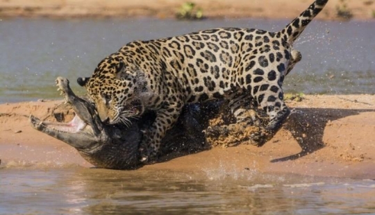 Jaguar vs cocodrilo, ¿quién gana?