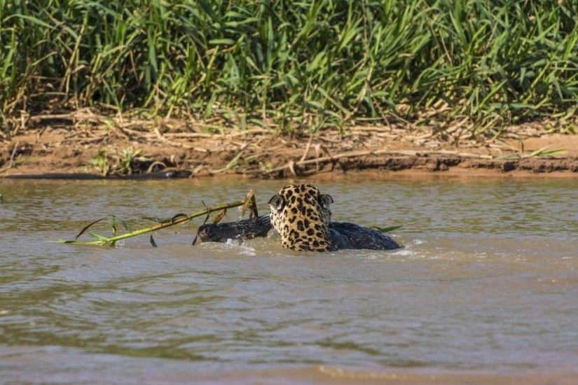 Jaguar vs cocodrilo, ¿quién gana? Jaguar vs cocodrilo, ¿quién gana?