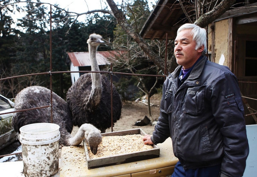 Japonés regresa a zona contaminada de Fukushima para alimentar a animales abandonados