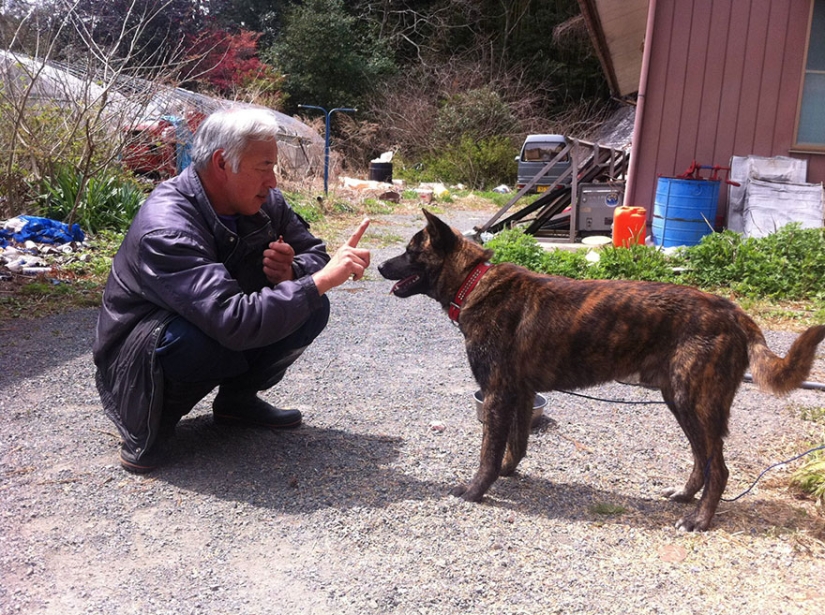 Japonés regresa a zona contaminada de Fukushima para alimentar a animales abandonados