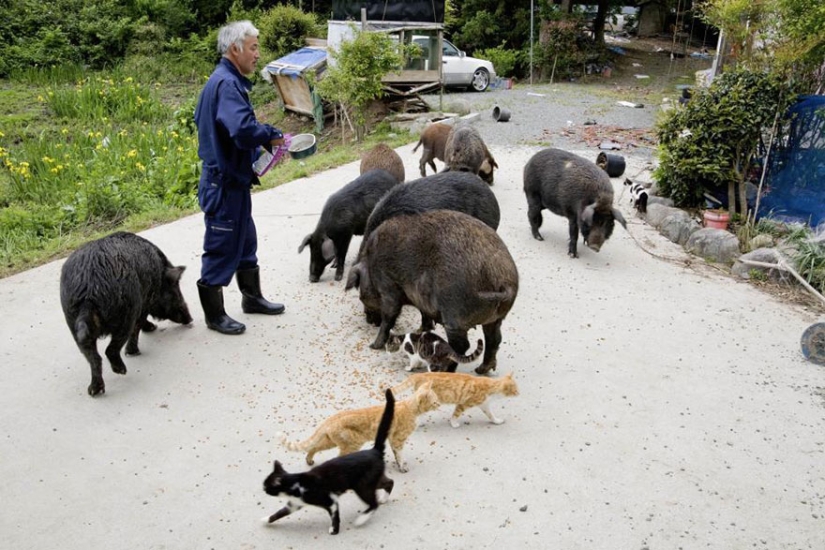 Japonés regresa a zona contaminada de Fukushima para alimentar a animales abandonados