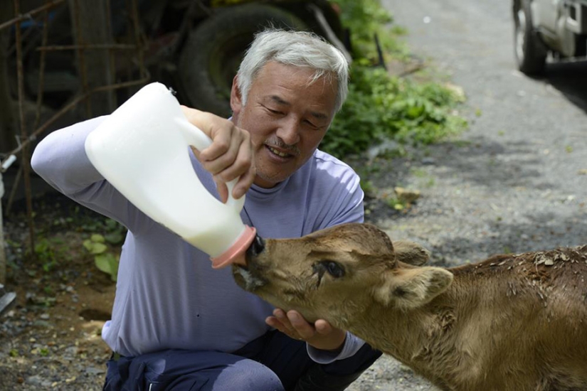 Japonés regresa a zona contaminada de Fukushima para alimentar a animales abandonados