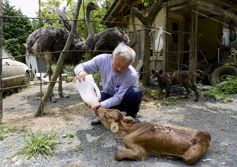 Japonés regresa a zona contaminada de Fukushima para alimentar a animales abandonados