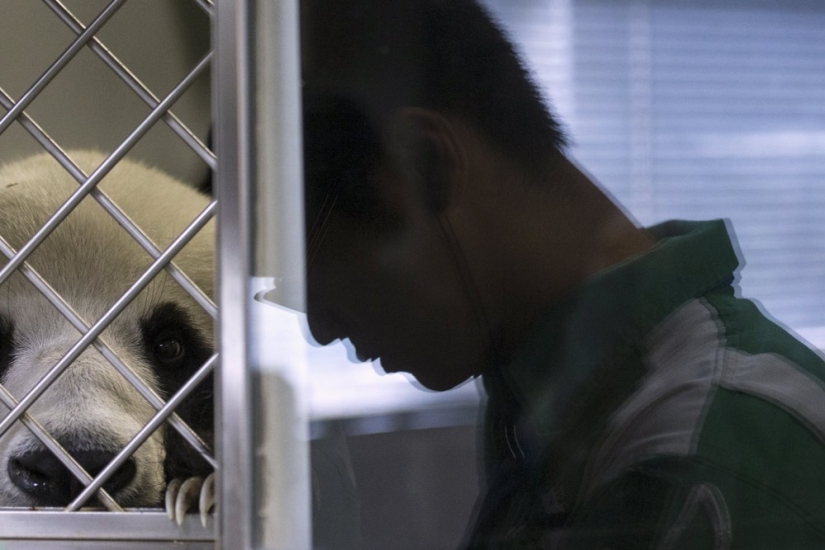 Jia Jia: how the oldest panda in the world lives Jia Jia: how the oldest panda in the world lives