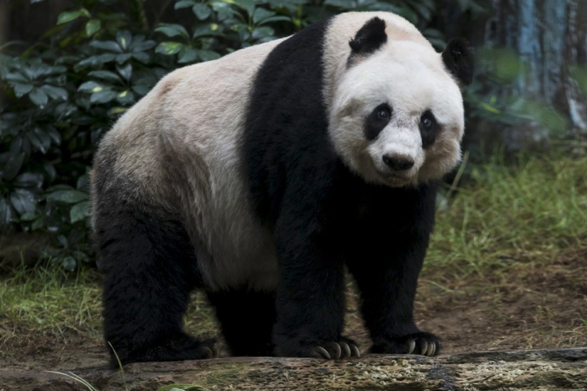 Jia Jia: how the oldest panda in the world lives Jia Jia: how the oldest panda in the world lives