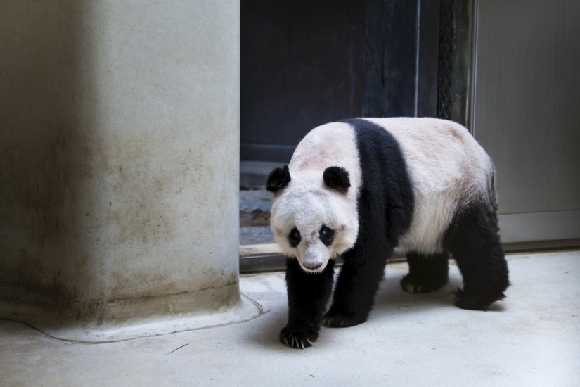 Jia Jia: how the oldest panda in the world lives Jia Jia: how the oldest panda in the world lives