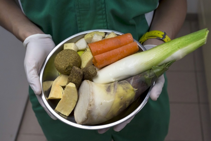 Jia Jia: how the oldest panda in the world lives Jia Jia: how the oldest panda in the world lives