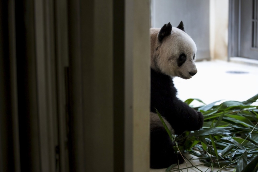 Jia Jia: how the oldest panda in the world lives Jia Jia: how the oldest panda in the world lives
