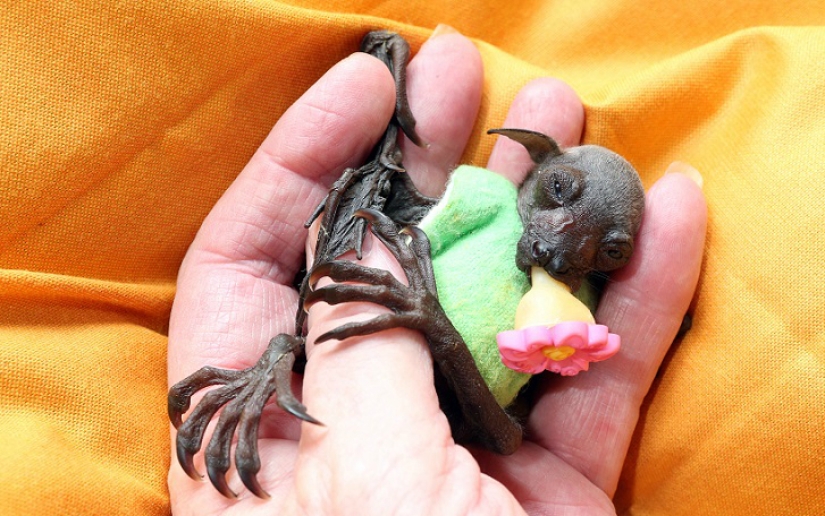 Johnny Depp became the guardian of an orphaned fruit bat Johnny Depp became the guardian of an orphaned fruit bat