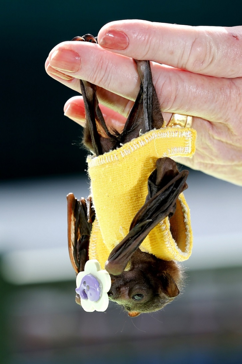 Johnny Depp became the guardian of an orphaned fruit bat Johnny Depp became the guardian of an orphaned fruit bat