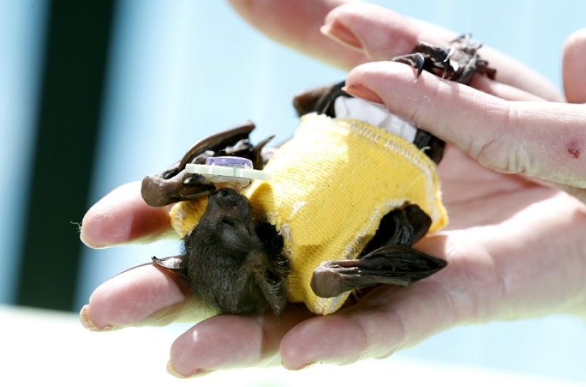 Johnny Depp became the guardian of an orphaned fruit bat Johnny Depp became the guardian of an orphaned fruit bat