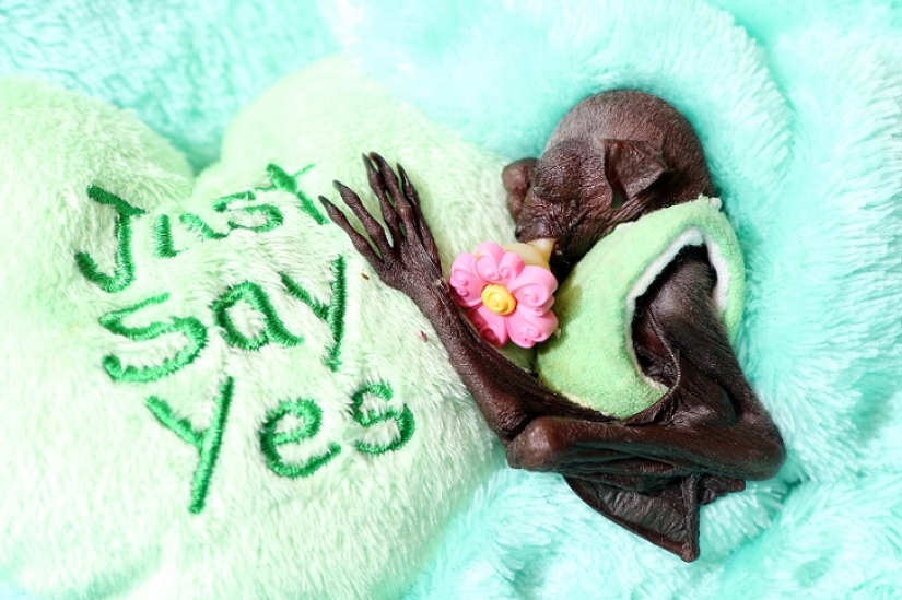 Johnny Depp became the guardian of an orphaned fruit bat Johnny Depp became the guardian of an orphaned fruit bat