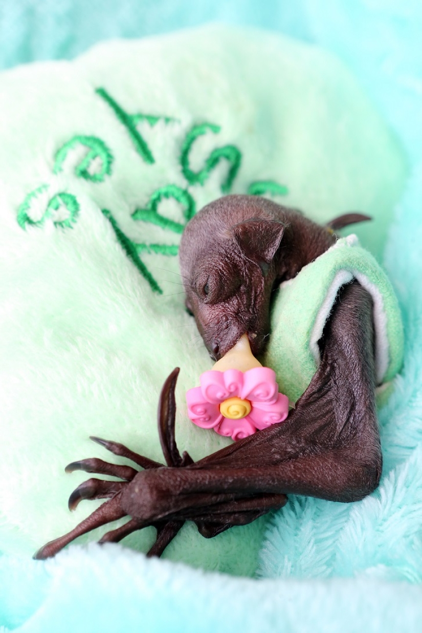 Johnny Depp became the guardian of an orphaned fruit bat Johnny Depp became the guardian of an orphaned fruit bat