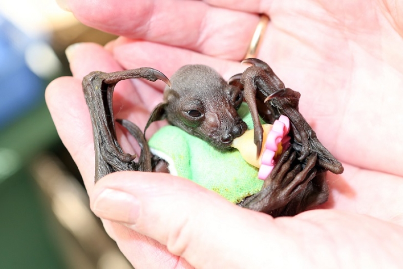 Johnny Depp became the guardian of an orphaned fruit bat Johnny Depp became the guardian of an orphaned fruit bat