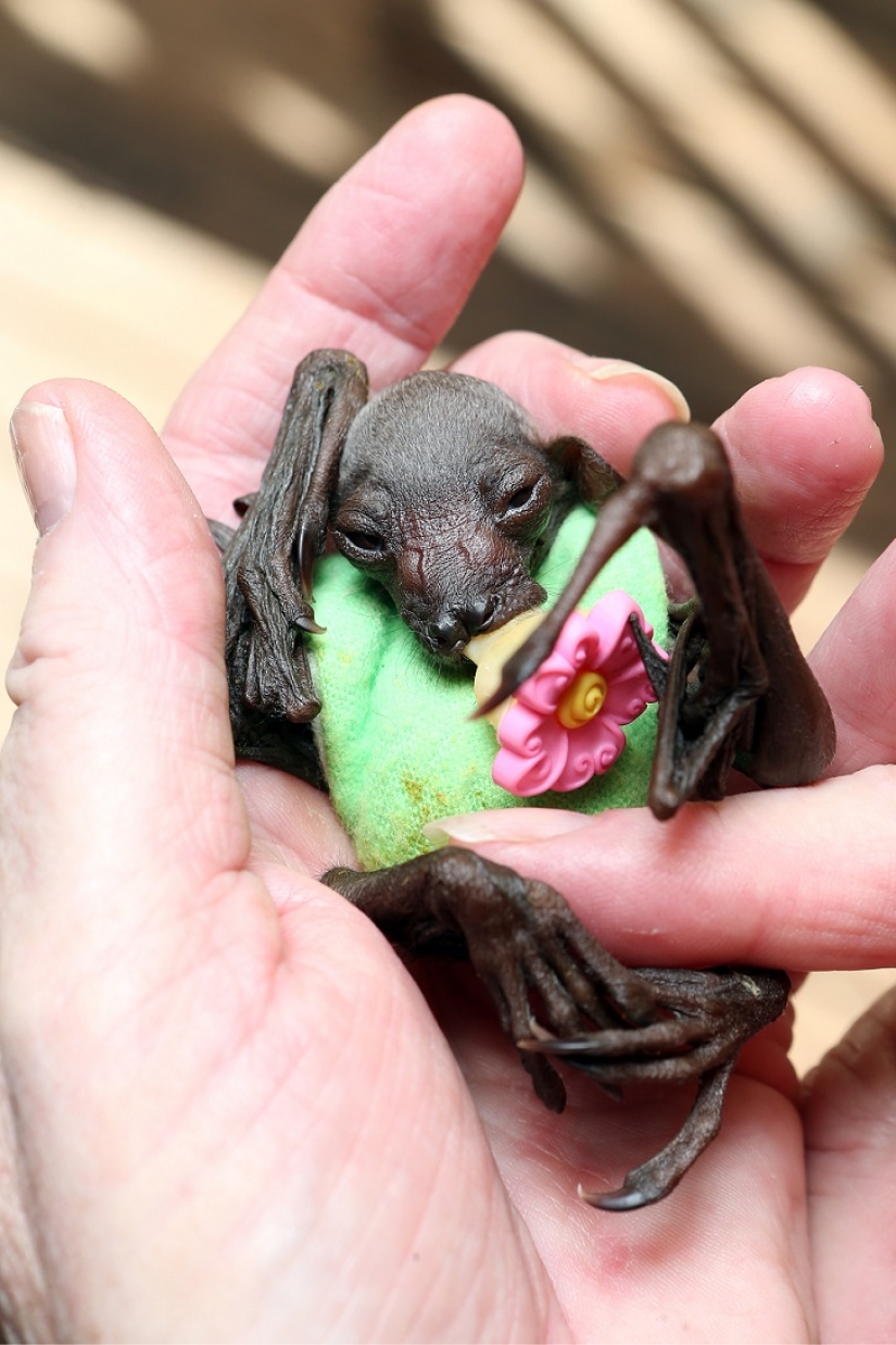 Johnny Depp became the guardian of an orphaned fruit bat Johnny Depp became the guardian of an orphaned fruit bat
