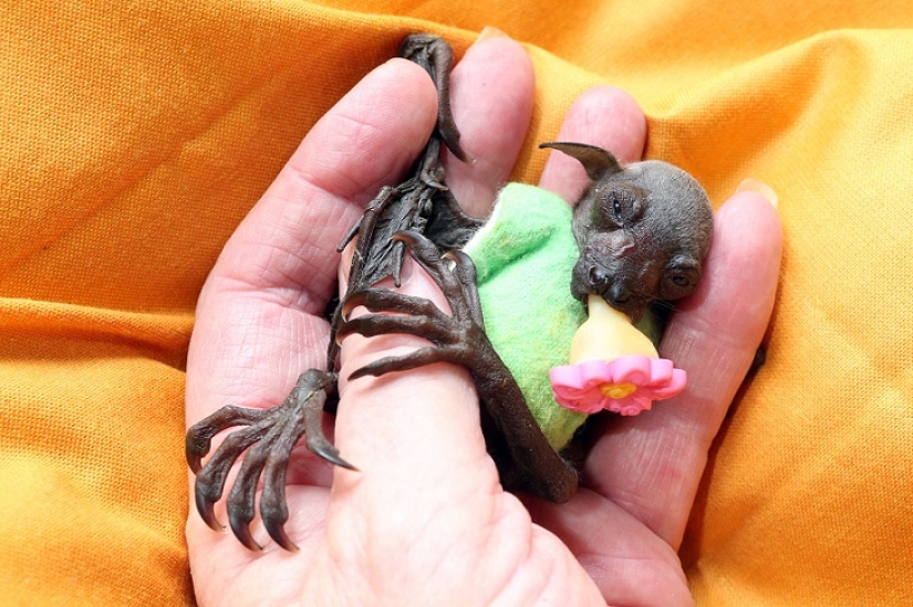 Johnny Depp became the guardian of an orphaned fruit bat Johnny Depp became the guardian of an orphaned fruit bat