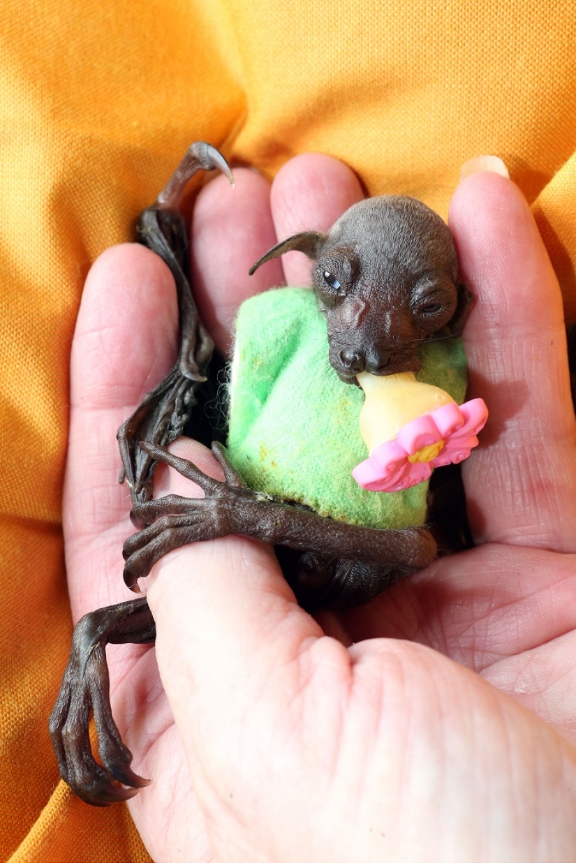 Johnny Depp became the guardian of an orphaned fruit bat Johnny Depp became the guardian of an orphaned fruit bat