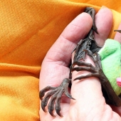 Johnny Depp se convirtió en el guardián de un murciélago de la fruta huérfano