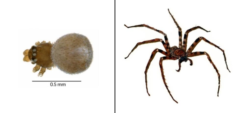 Juegos asombrosos de la naturaleza: grandes y pequeños Juegos asombrosos de la naturaleza: grandes y pequeños