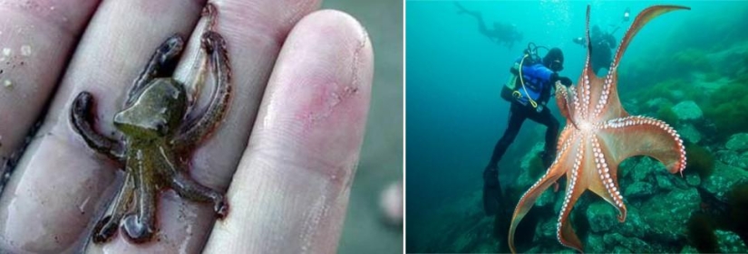 Juegos asombrosos de la naturaleza: grandes y pequeños Juegos asombrosos de la naturaleza: grandes y pequeños