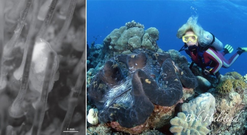 Juegos asombrosos de la naturaleza: grandes y pequeños Juegos asombrosos de la naturaleza: grandes y pequeños