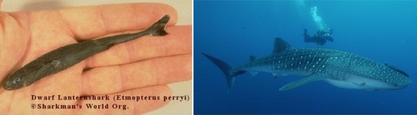 Juegos asombrosos de la naturaleza: grandes y pequeños Juegos asombrosos de la naturaleza: grandes y pequeños