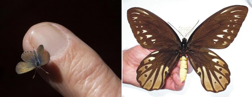 Juegos asombrosos de la naturaleza: grandes y pequeños Juegos asombrosos de la naturaleza: grandes y pequeños