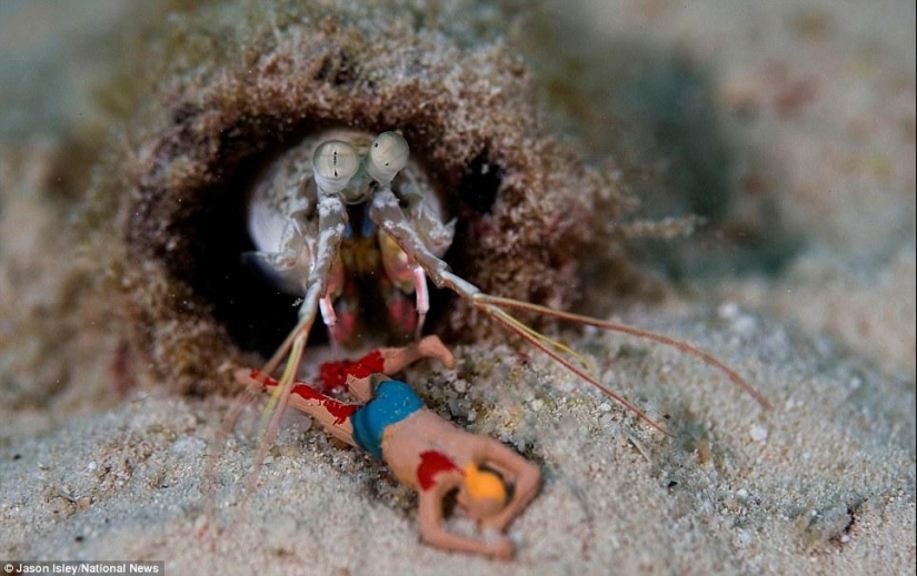 juguetes de vida submarina juguetes de vida submarina