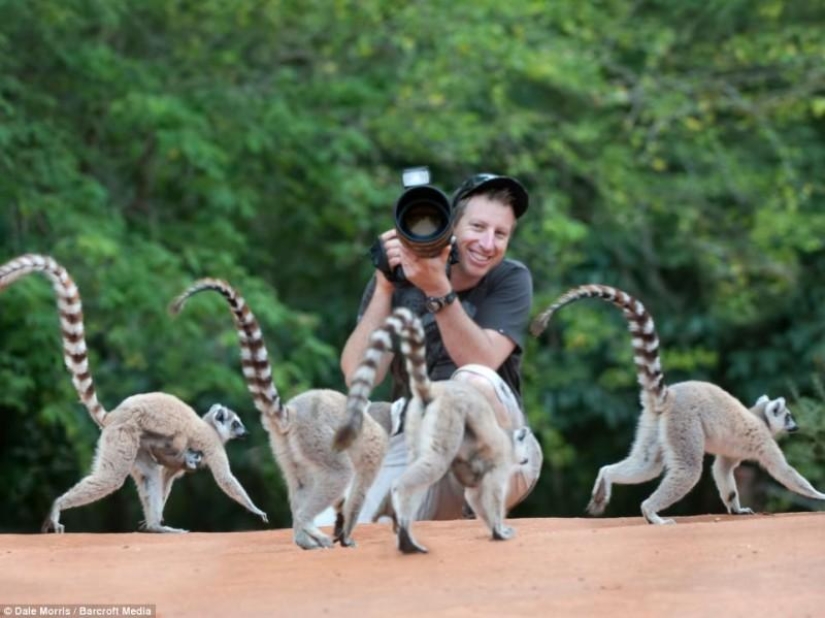 Jumping lemurs of Madagascar